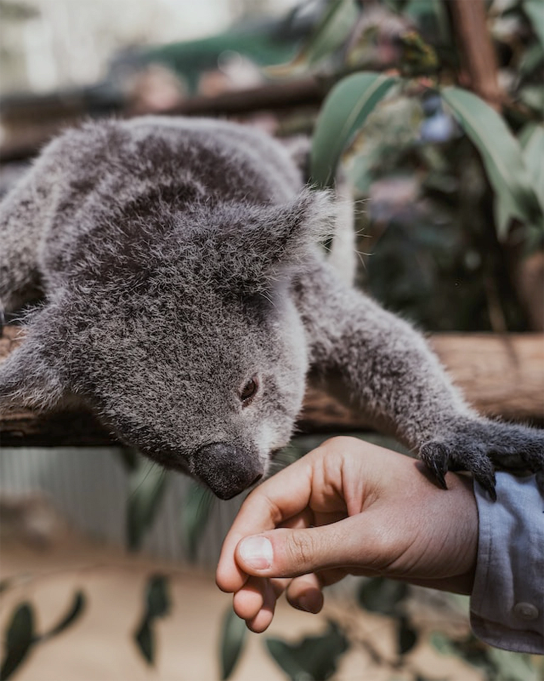 Koala E-Adoption: A Compassionate Way to Help These Amazing Animals