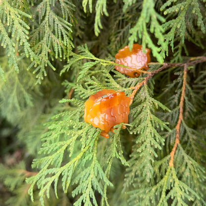 Mini Pine Cone Hair Claw (Set of 2)